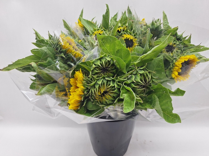 <h4>Mono Zonnebloem x5</h4>