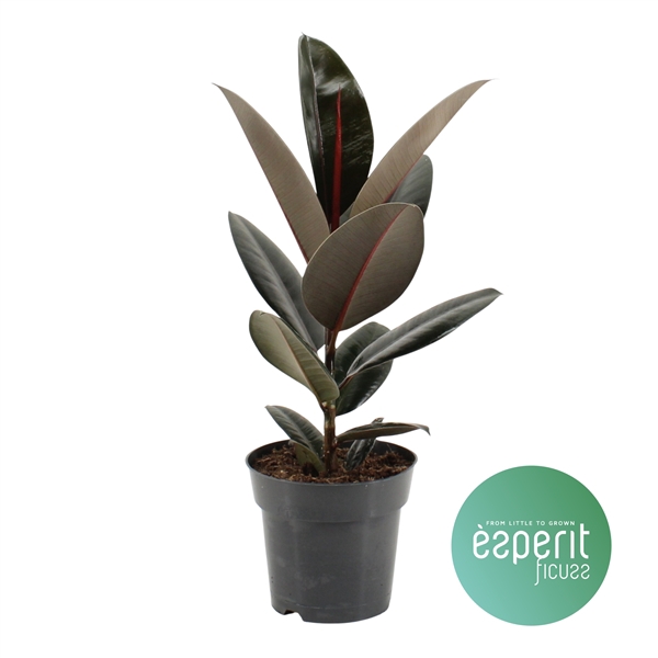 <h4>Ficus elastica Abidjan</h4>