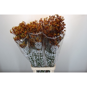 Anigozanthos Gold Fever
