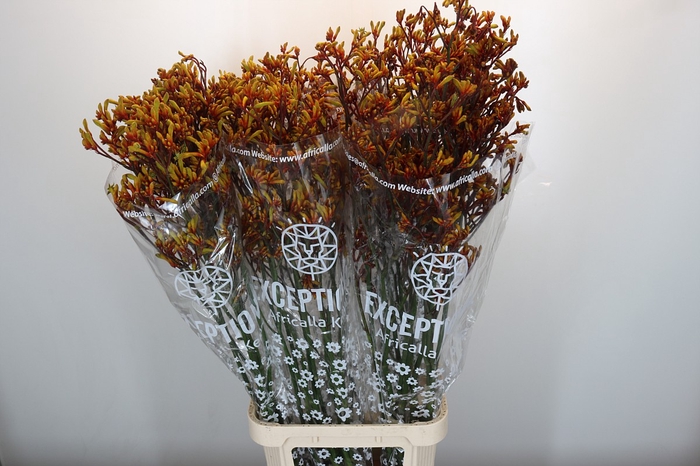 <h4>Anigozanthos Gold Fever</h4>