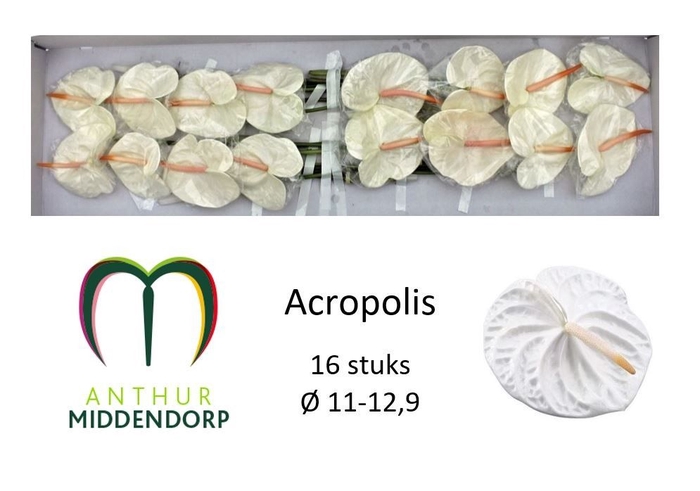 <h4>ANTH A ACROPOLIS</h4>