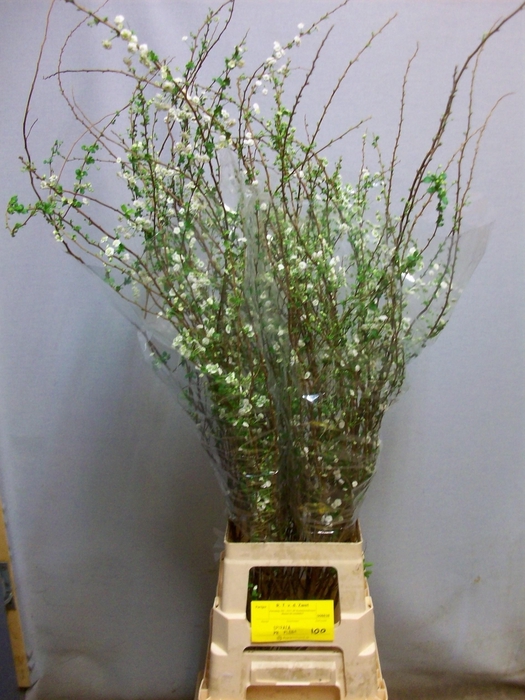 <h4>SPIR PRUN PLENA</h4>