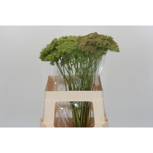 Ammi Visnaga Green Mist
