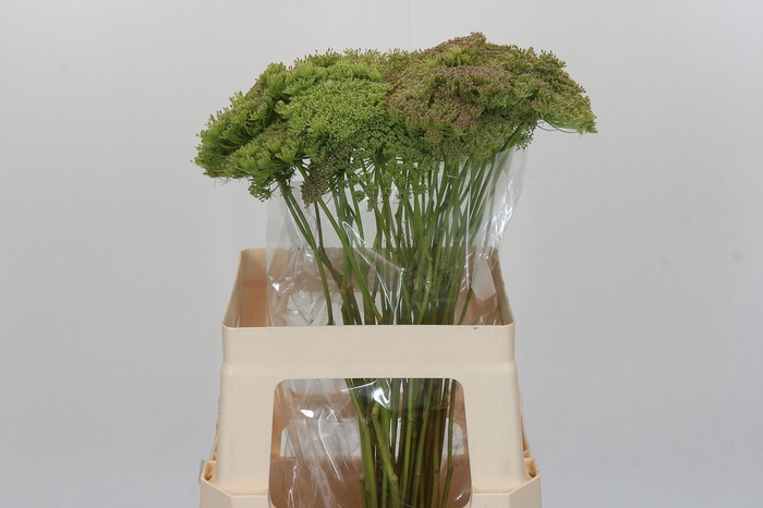 Ammi Visnaga Green Mist