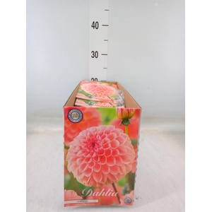 Dahlia   ...flowerbulbs