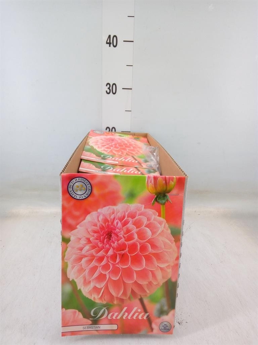 <h4>Dahlia   ...flowerbulbs</h4>