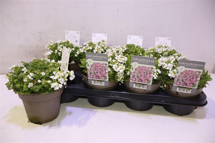 <h4>Arabis Caucasica</h4>