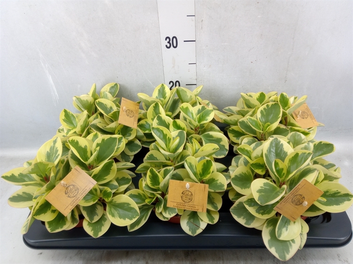 <h4>Peperomia obt. 'Obtipan Bicolor'</h4>