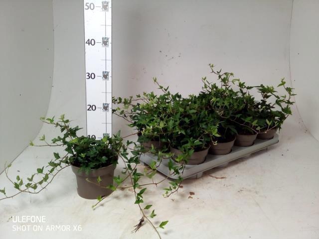 <h4>HED HE SHAMROCK</h4>