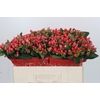 Hypericum Sweet Romance