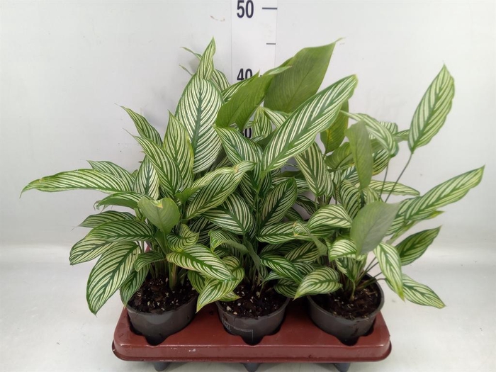 <h4>Calathea   ...</h4>