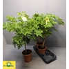 Pel Grav Lemon Tree
