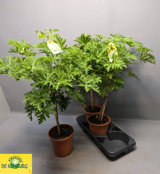 Pel Grav Lemon Tree