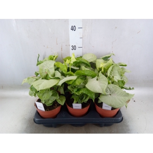 Syngonium   ...