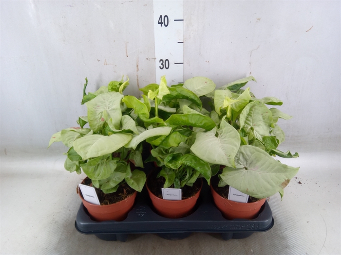 <h4>Syngonium   ...</h4>