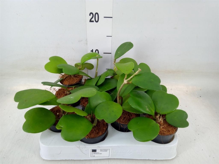 <h4>Hoya kerrii</h4>