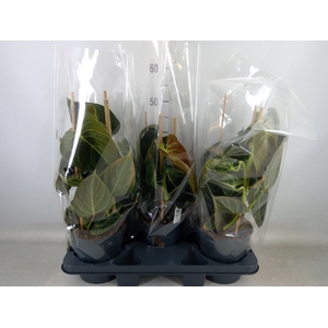 Philodendron melanochrysum