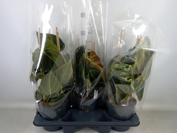 <h4>Philodendron melanochrysum</h4>