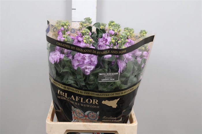 <h4>Matth Iron Marine</h4>