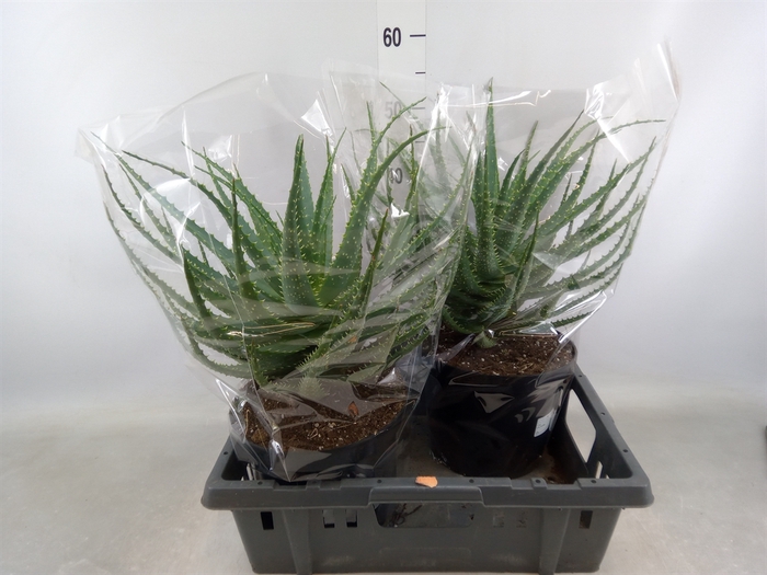 <h4>Aloe arborescens</h4>