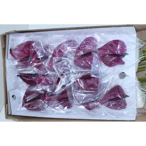 ANTHURIUM MARAVILHA 035 CM DIAM MIN 9 CM ROXO