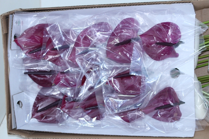 ANTHURIUM MARAVILHA 035 CM DIAM MIN 9 CM ROXO