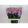 Matthiola Iron Pink