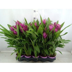 Curcuma alism. 'Siam Sublime'