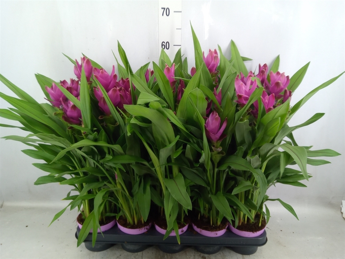 Curcuma alism. 'Siam Sublime'