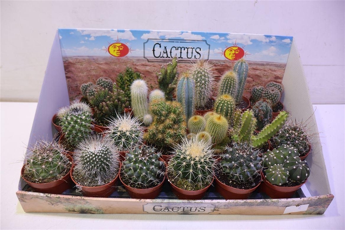 <h4>arr8 Cactus Gem</h4>