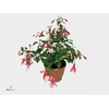FUCHSIA PATIO PRINCE