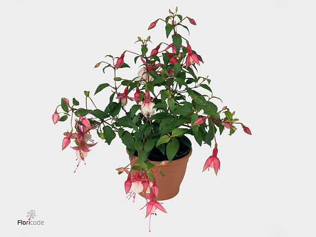 FUCHSIA PATIO PRINCE