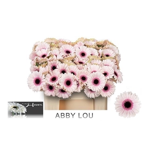GE MI ABBY LOU