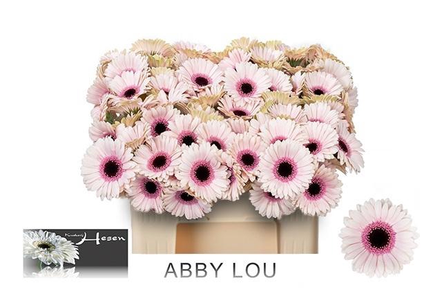 <h4>GE MI ABBY LOU</h4>