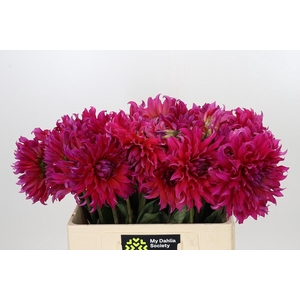 Dahlia Pink Punk