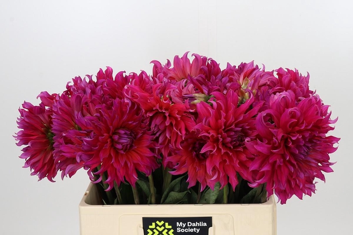 <h4>Dahlia Pink Punk</h4>