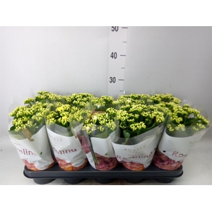 Kalanchoe blos. 'RosDon Dione'