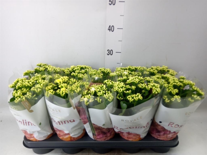 <h4>Kalanchoe blos. 'RosDon Dione'</h4>