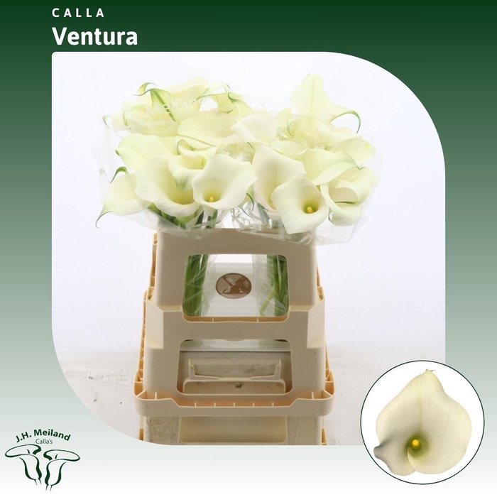 <h4>Calla Ventura</h4>