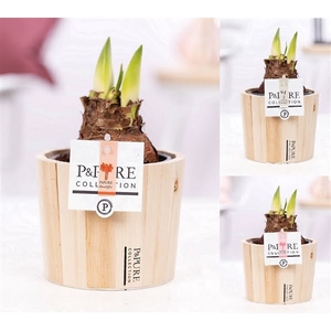 Hippeastrum mix in P&PURE Wood 5