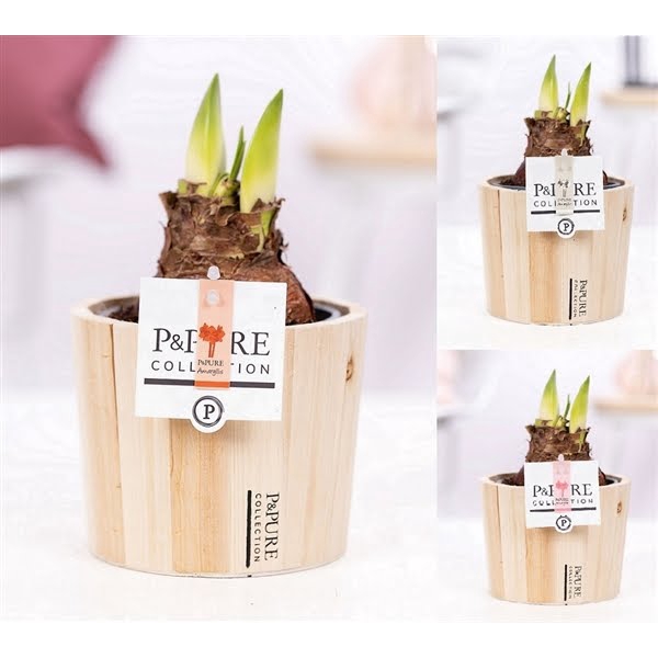 <h4>Hippeastrum mix in P&PURE Wood 5</h4>