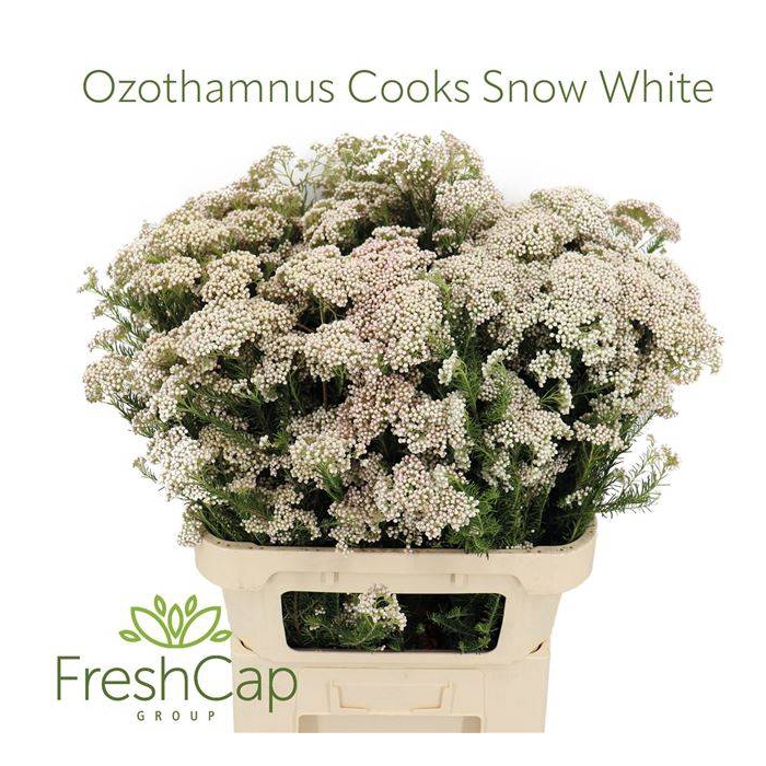 <h4>OZOTH COOKS SNOW WHI</h4>