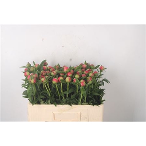 Paeo L Coral Charm X70