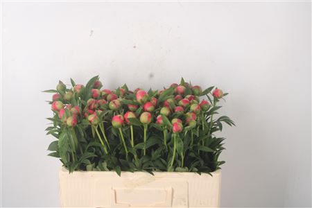 <h4>Paeo L Coral Charm X70</h4>