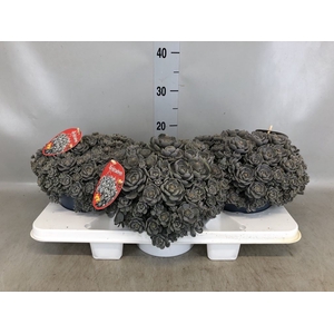 Orostachys furusei