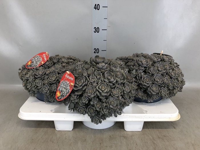 <h4>Orostachys furusei</h4>