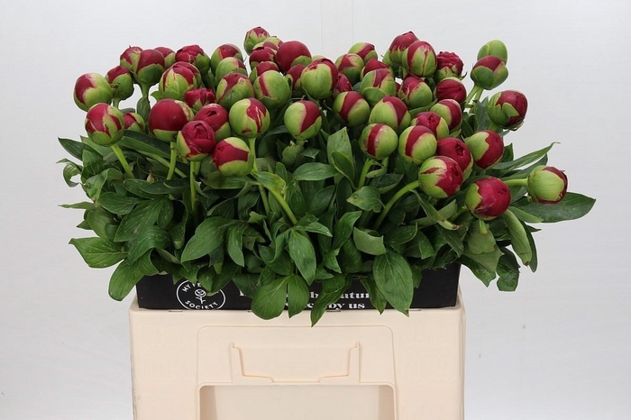 <h4>Paeonia Diana Parks</h4>