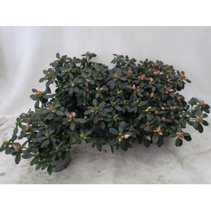 RHODO SI TOSH LONDON