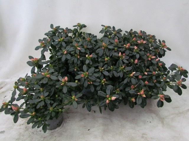 <h4>RHODO SI TOSH LONDON</h4>