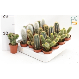 CACTUS GEM
